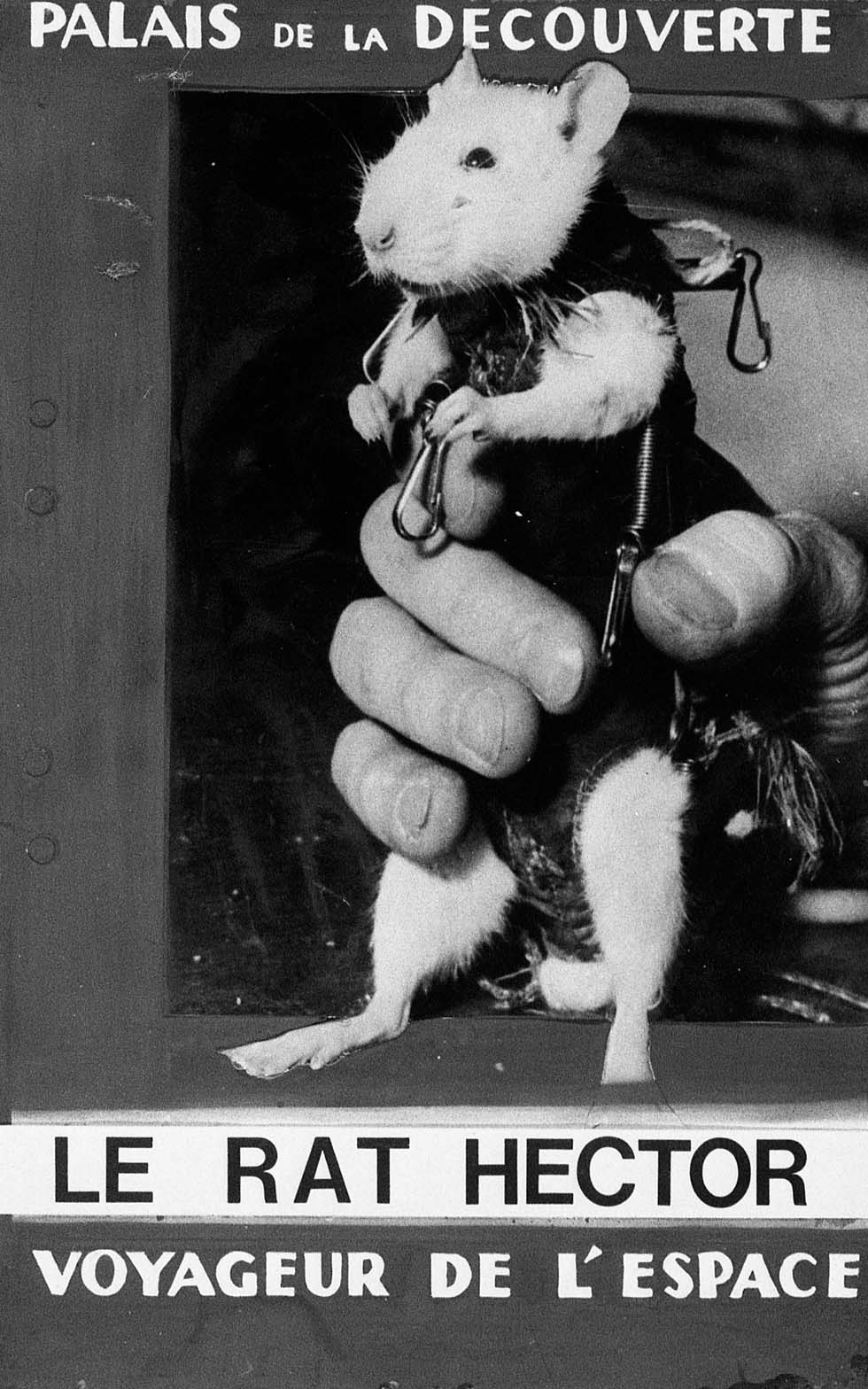 1961 : Le rat Hector, voyageur de l'espace(ouverture du diaporama)