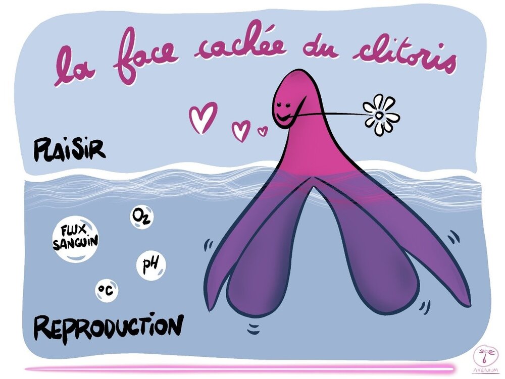 Le clitoris - Dessine-moi les sciences - Projets collectifs ...