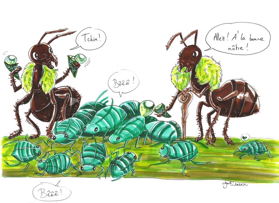 Histoire de fourmis - Dessine-moi les sciences - Projets