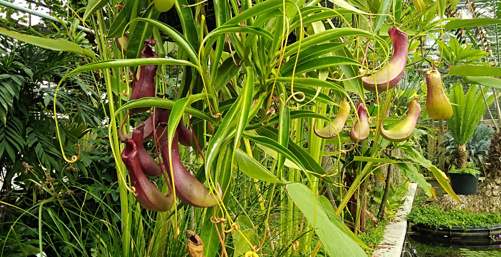 Plantes carnivores-Nvelle éd.